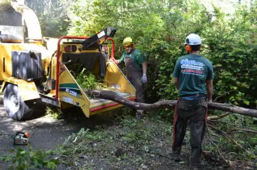 tree services Berry Creek